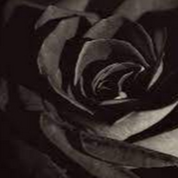 Meet your Posher, Grace - Picture 1 of 1